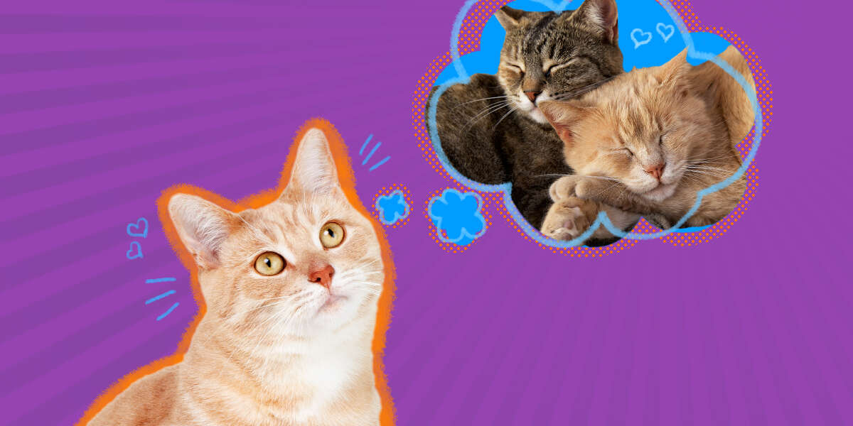 Does My Cat Need A Friend? DodoWell The Dodo