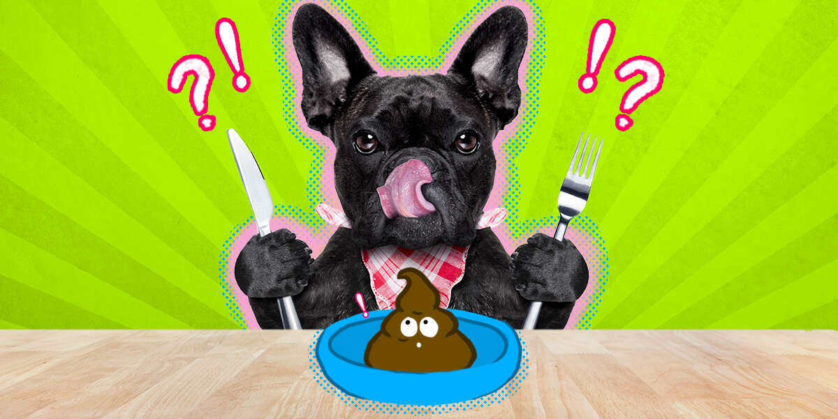 do dogs usually eat their poop