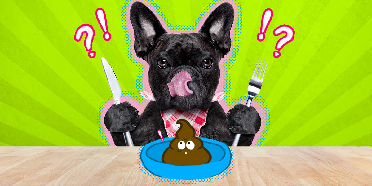 what makes a dog eat his poop