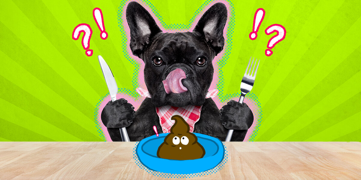 Is it normal for a sale dog to eat its own poop