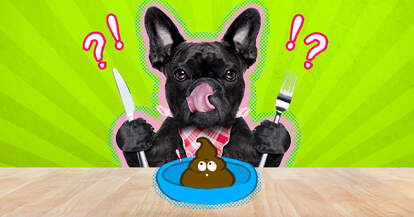 powder for dog food to stop eating poop