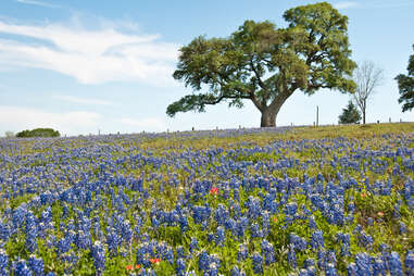 a field of flowers at the foot of a large tree