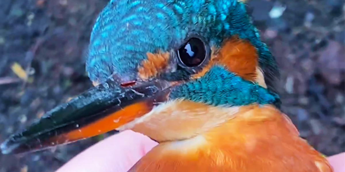 Woman Patiently Helps Colorful Bird Get Back Home - Videos - The Dodo