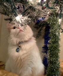 cat and Christmas tree