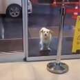 Loyal Dog Stands Outside Hospital For Days Waiting For His Dad