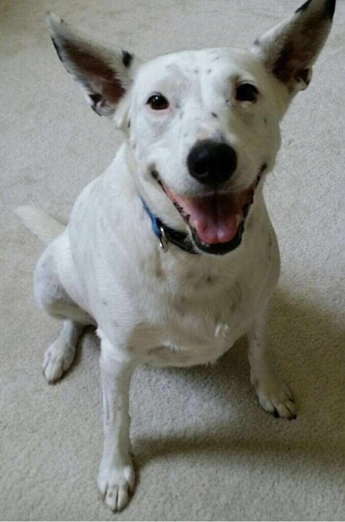 Deaf Dog Who's Never Heard A Bark Invents Her Own Way Of 'Speaking ...