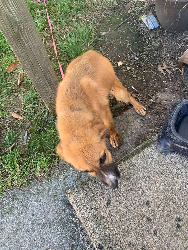 Puppy abandoned outside building