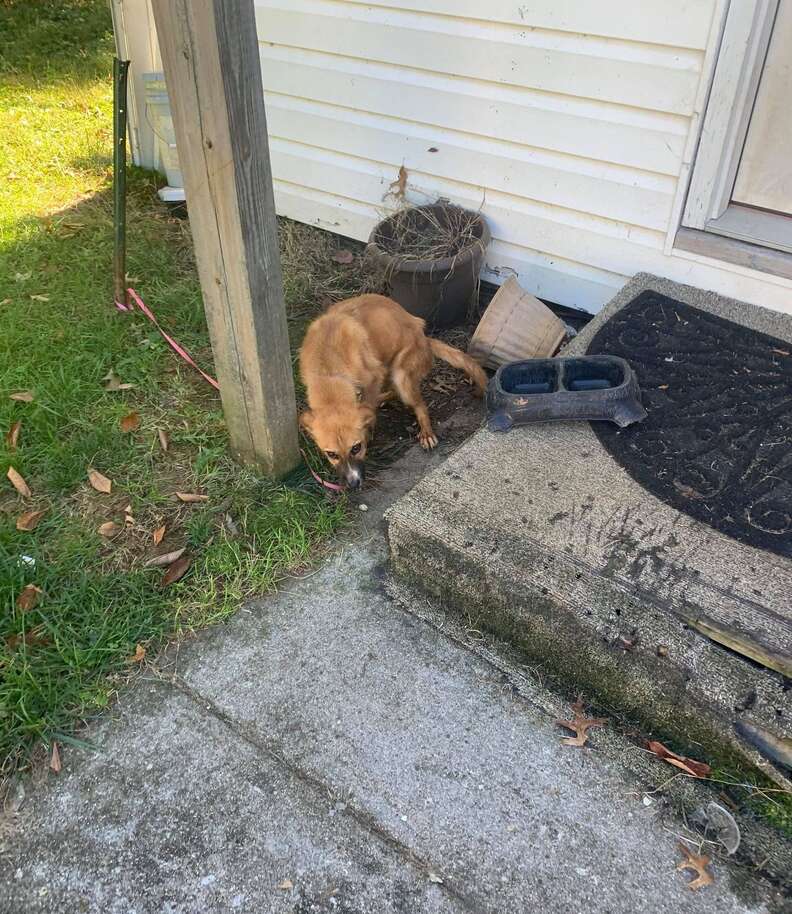 Dog tied up outside apartment building