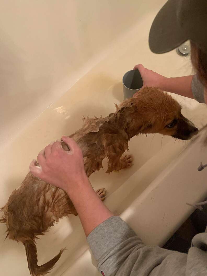 Rescue puppy gets a bath for the first time