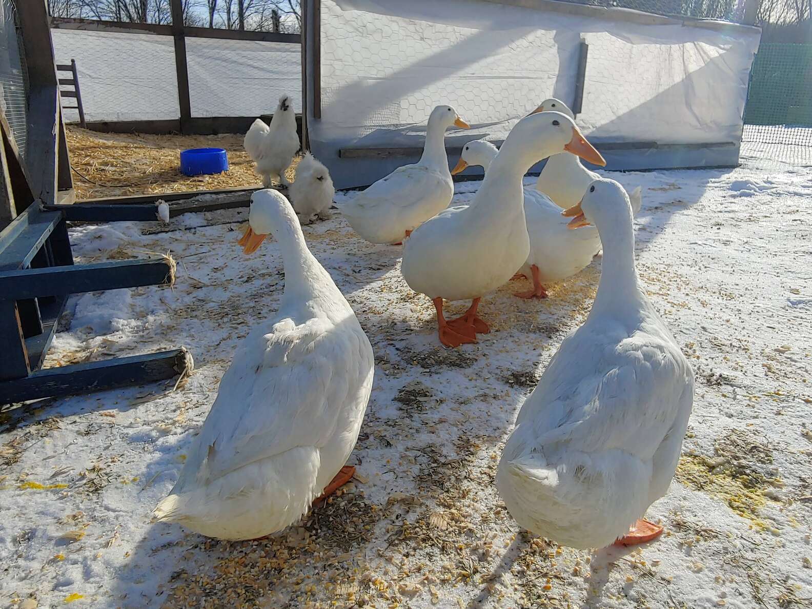 Chicken Hatches A Duck And No One Knows Where He Came From - The Dodo