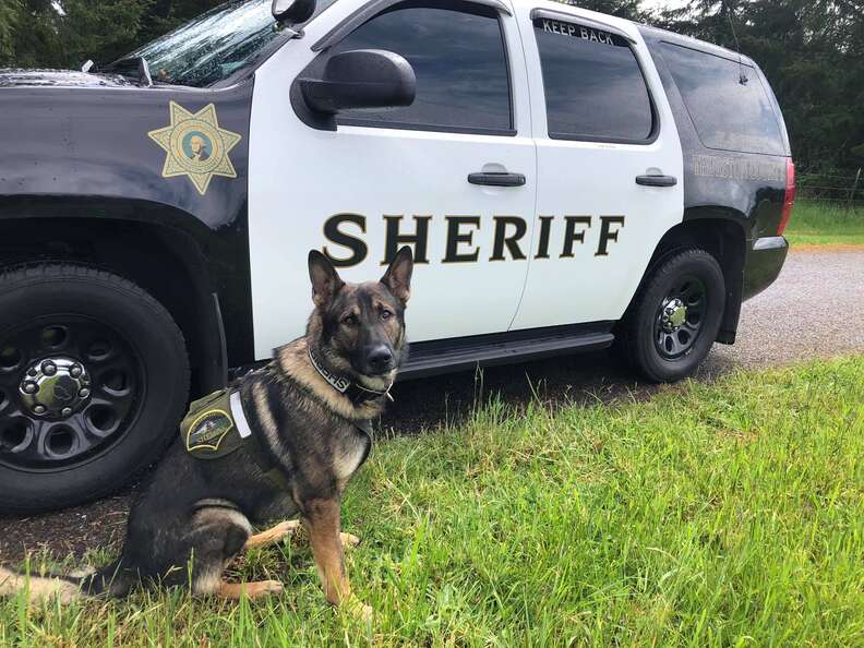 Thousands salute K-9 Officer Bruno in retirement send-off – The News Herald