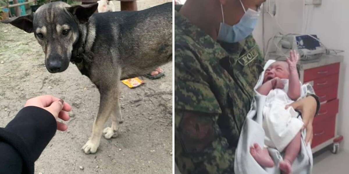 Dog Leads Biker To An Abandoned Baby - The Dodo