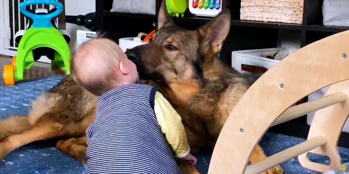 Police Dog Turns Into Giant Mush Around His Baby Sister - Videos - The Dodo