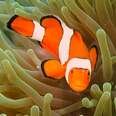 The Amazing Life Cycle Of A Clownfish