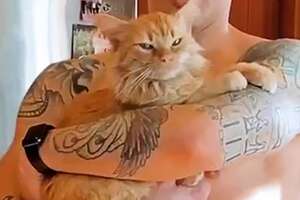 Cat Rescued From Parking Lot Is A Daddy's Boy Now