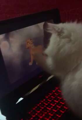 Kitten reacts to sad scene in The Lion King