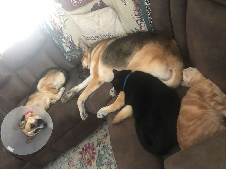 dogs and cats cuddling