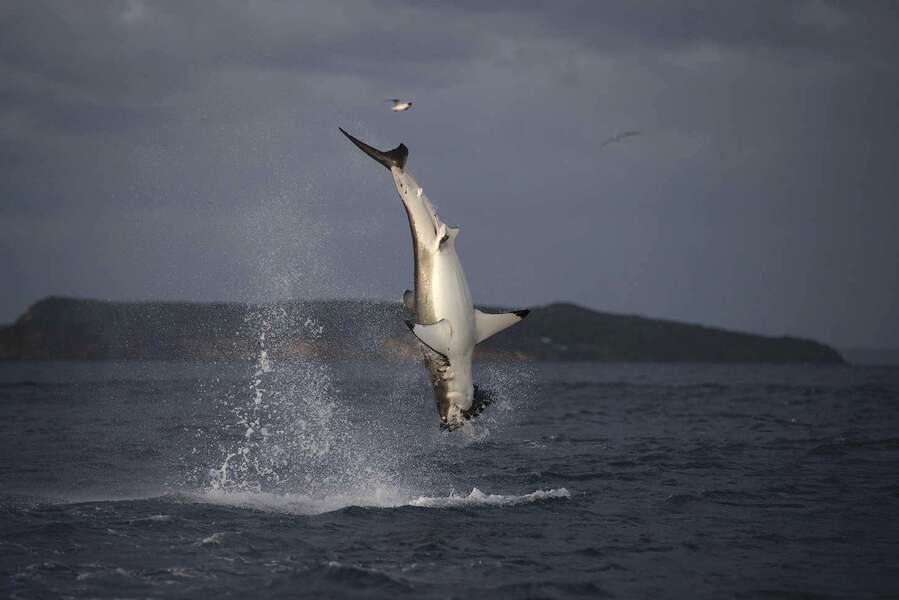 Air Jaws': How Orcas Threatened the Popular Shark Week Franchise