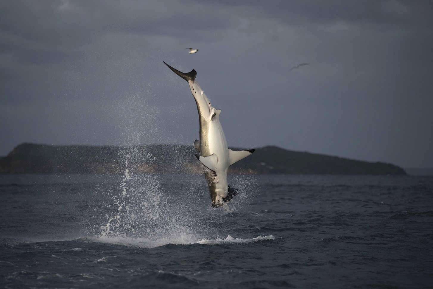 Air Jaws': How Orcas Threatened the Popular Shark Week Franchise