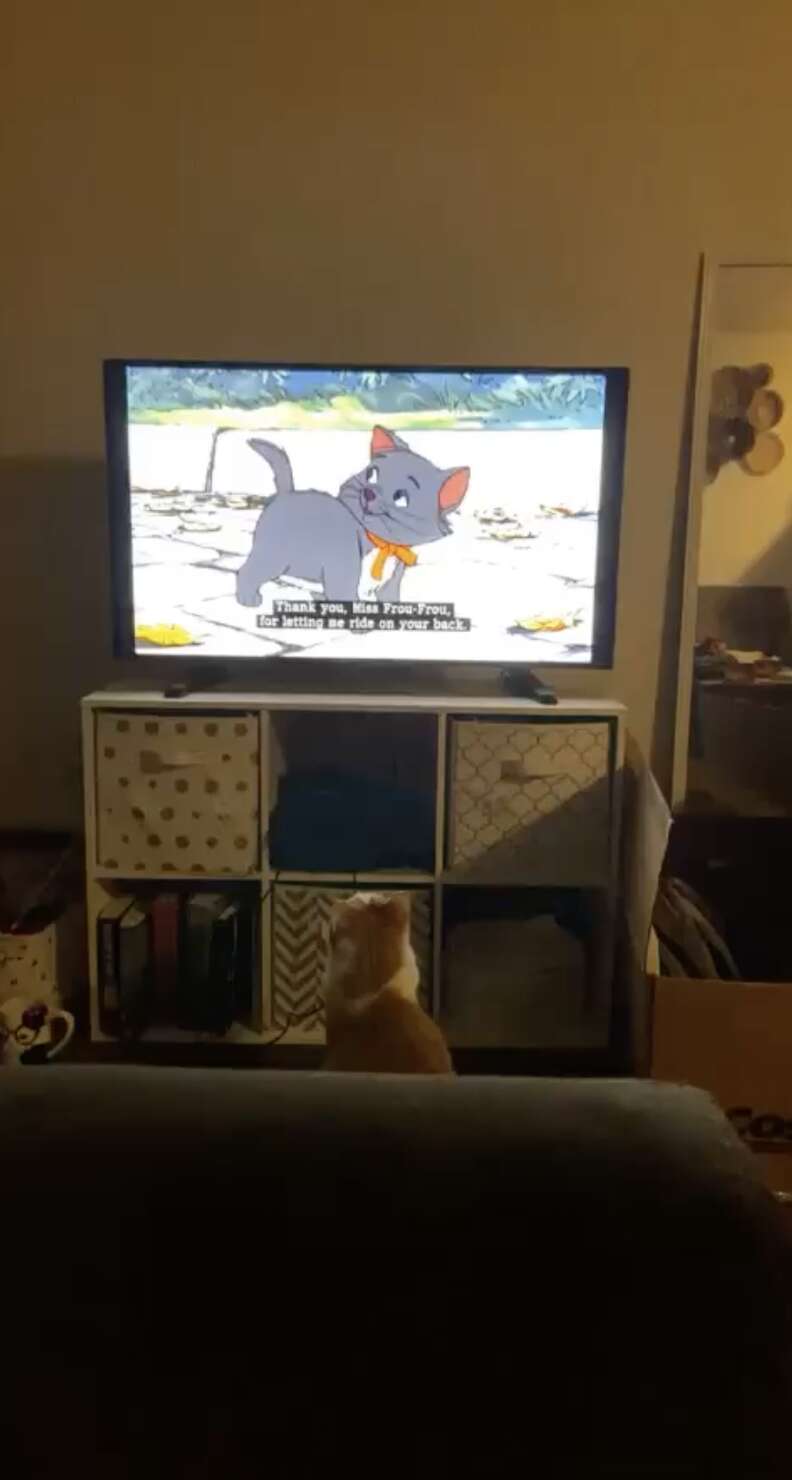 Cat watching sale tom and jerry