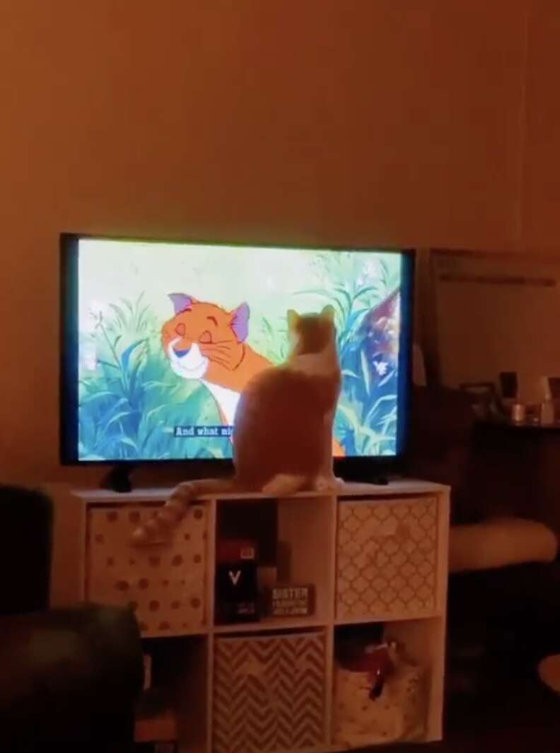 cat watches movie