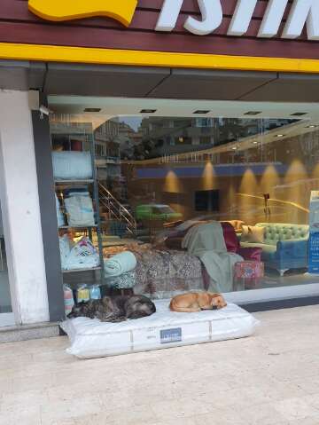 Stray dogs sleep on mattress outside furniture store