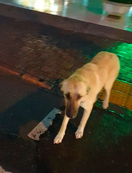 Furniture Store Makes Sure Stray Dogs Have A Cozy Place To Sleep - The Dodo