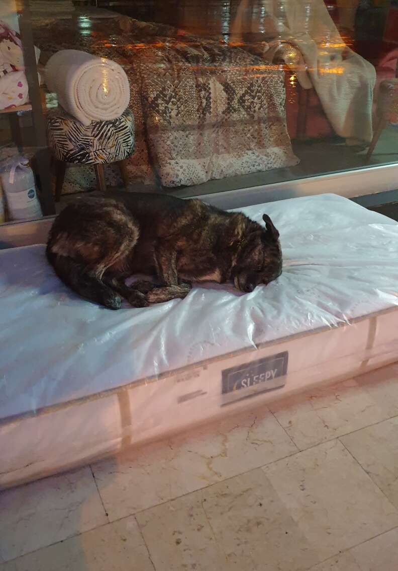 Stray dog sleeps on mattress outside
