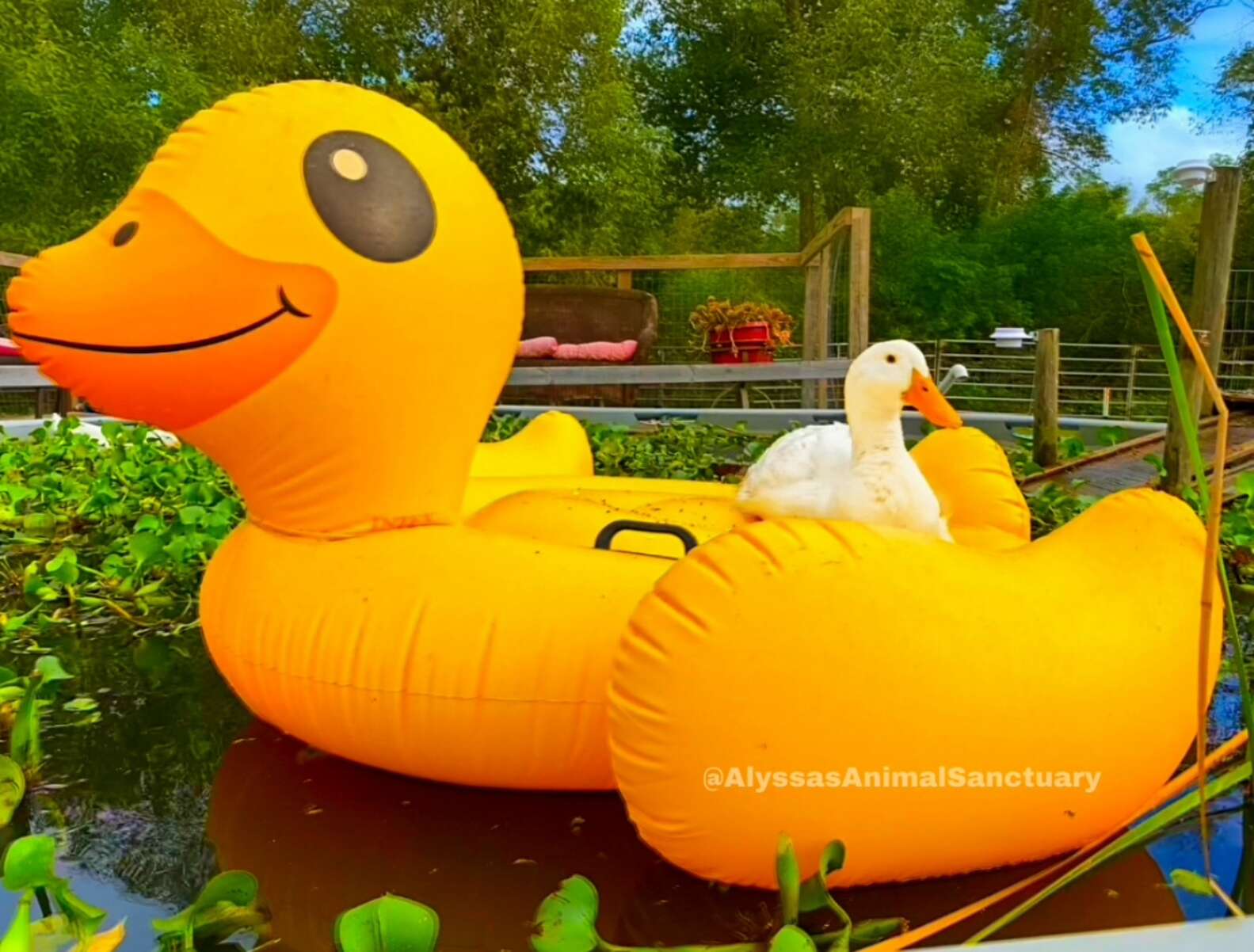 Duck Floatly Rescue Duck Who Can't Swim Gets A Special Floatie - The Dodo
