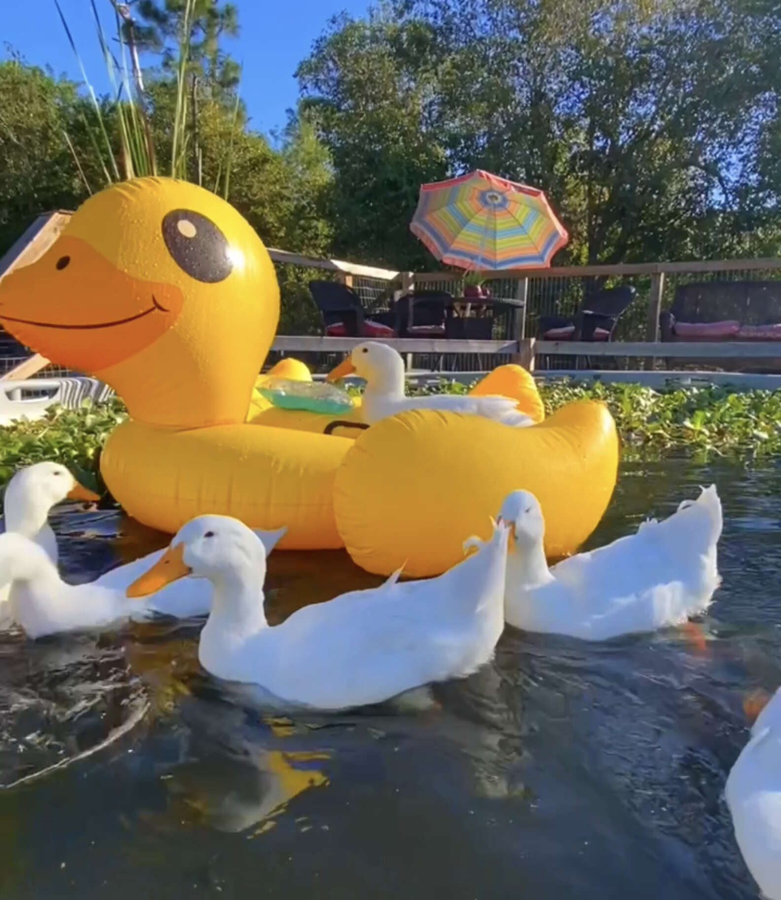 Duck Floatly Rescue Duck Who Can't Swim Gets A Special Floatie - The Dodo