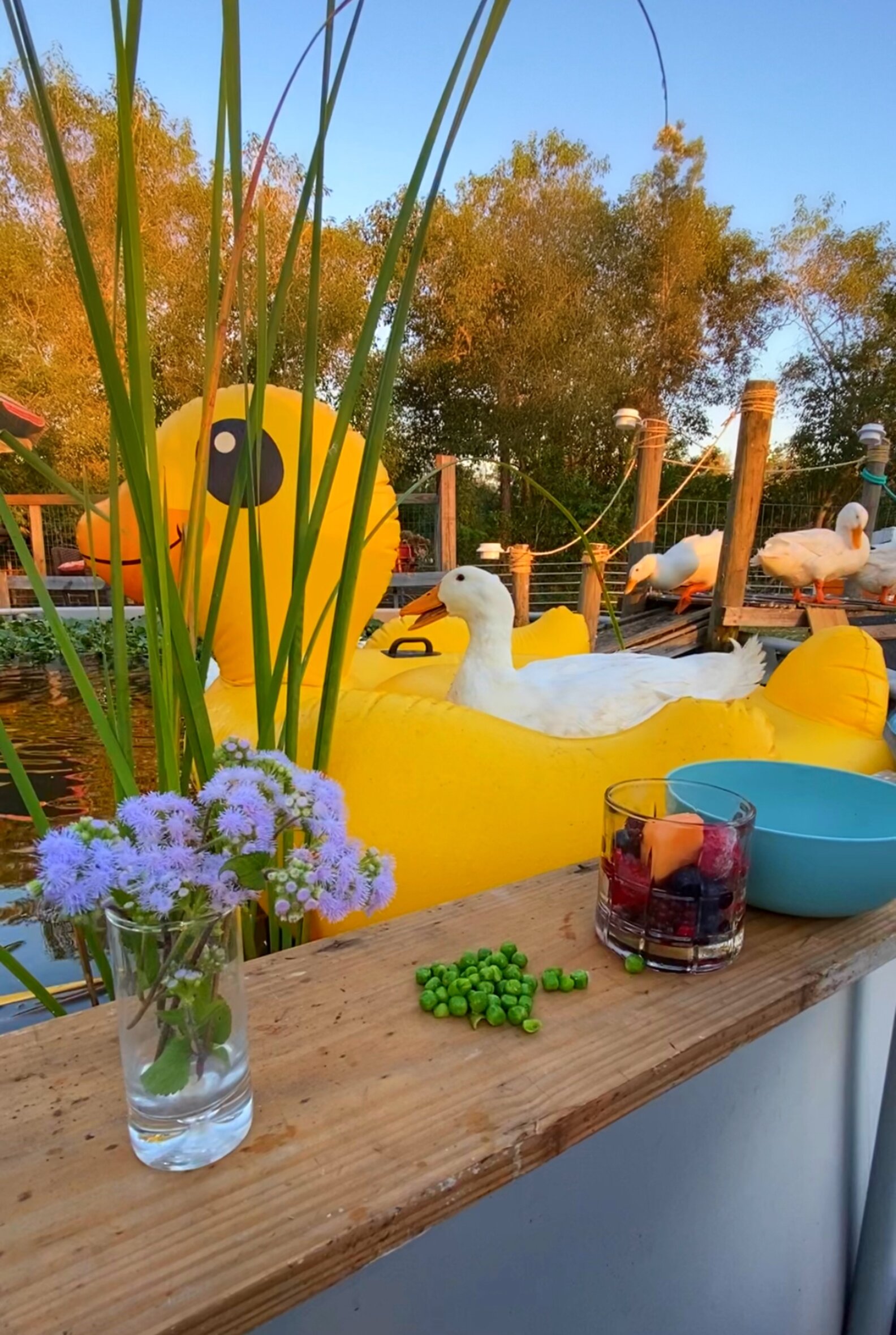 Rescue Duck Who Can't Swim Gets A Special Floatie - The Dodo