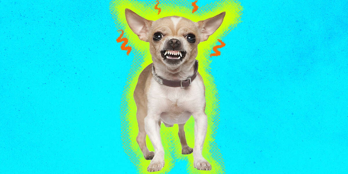 How To Stop Aggressive Behavior In Dogs DodoWell The Dodo