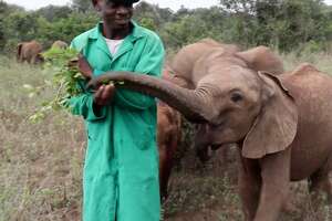 Guys Stick By Baby Elephants 24/7 For Years