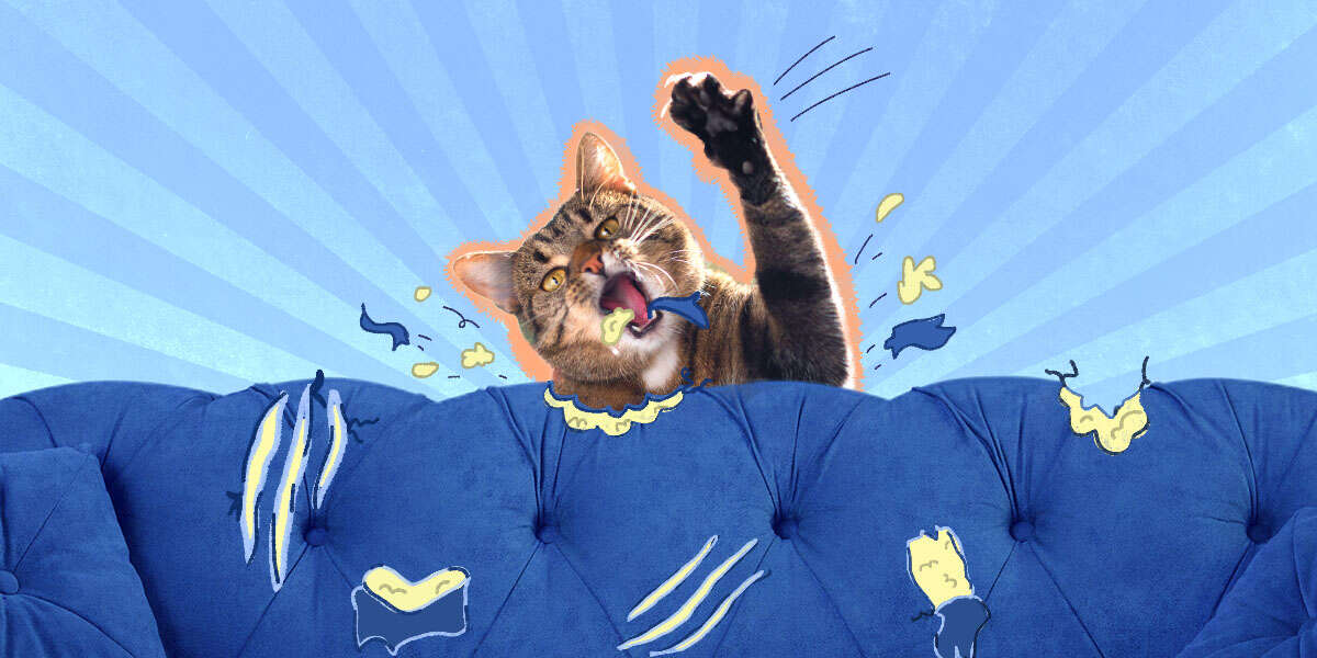 How To Stop Cat Chewing DodoWell The Dodo