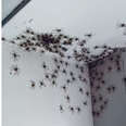 Woman Has The Best Reaction After Finding A Giant Spider Had Babies In Her House