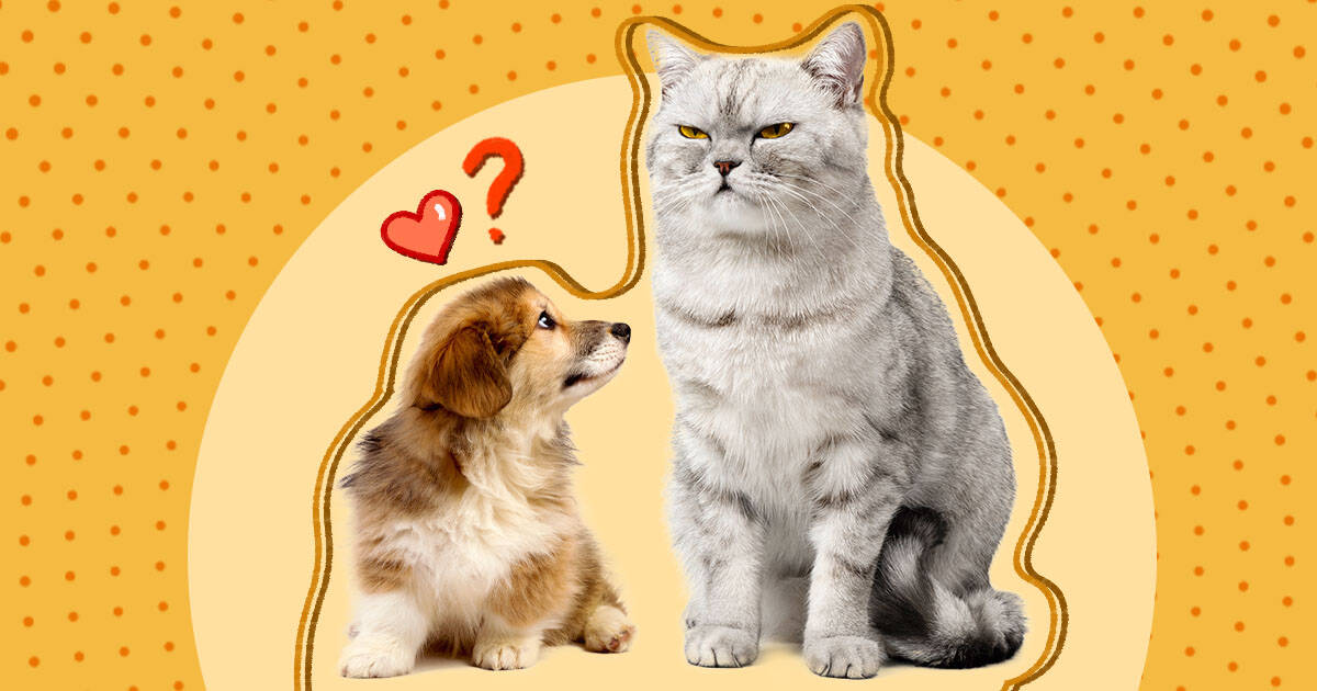 How to introduce store puppy and cat