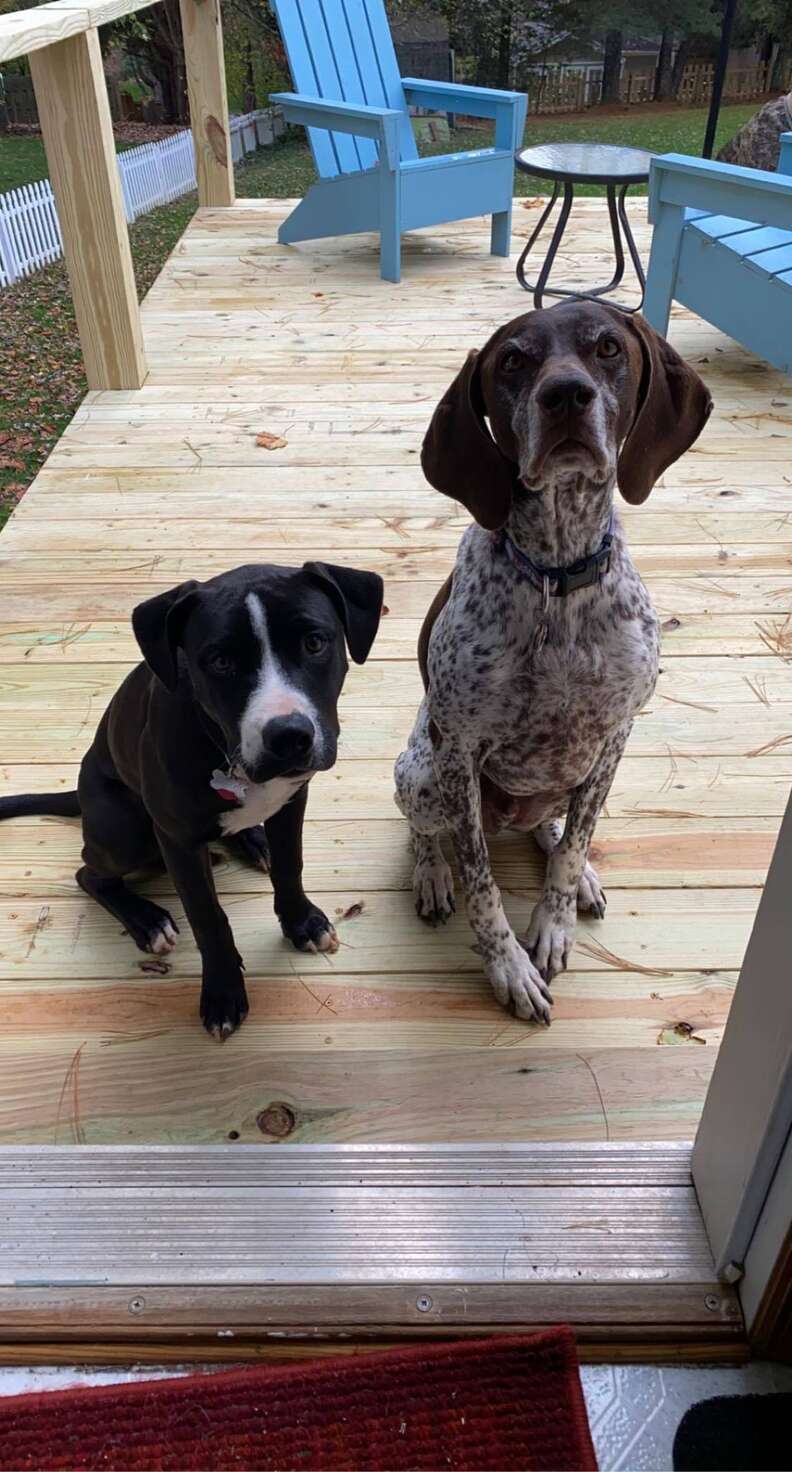 Dog teaches pit bull how to howl