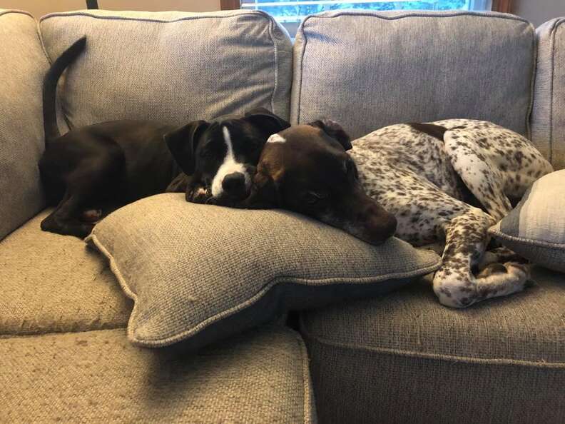 Dog brothers snuggle on the couch