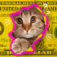 cat on a dollar bill