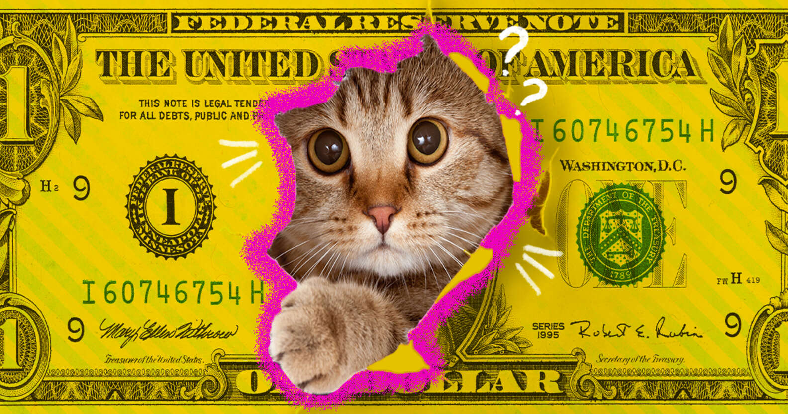 How Much Does It Cost To Adopt A Cat? - DodoWell - The Dodo