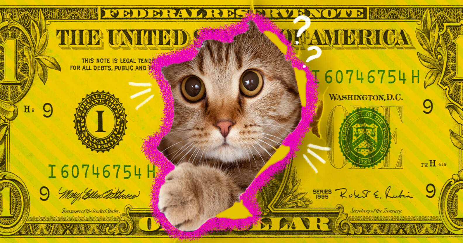 how-much-does-it-cost-to-adopt-a-cat-dodowell-the-dodo