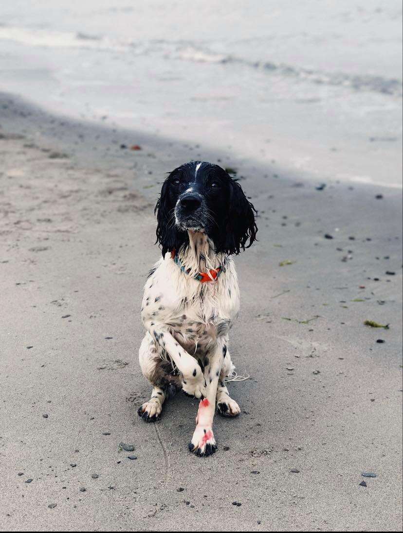 dog beach