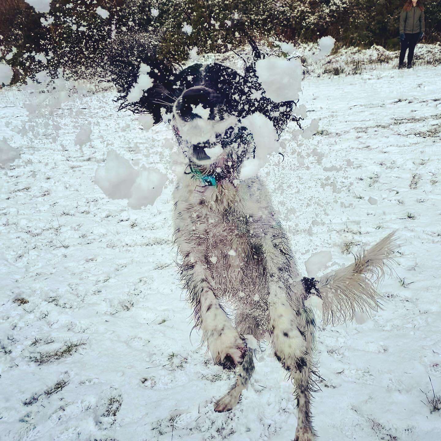 dog plays in the snow