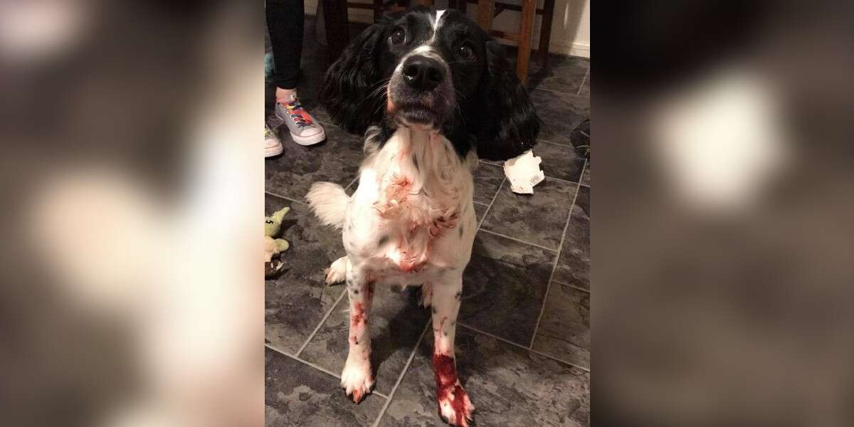 Family Thinks Dog Is Covered In Blood But It's Something Else - The Dodo