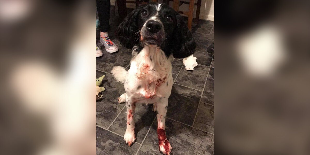 Pet owner receives mixed reactions after revealing why she dyes her dog  bright red