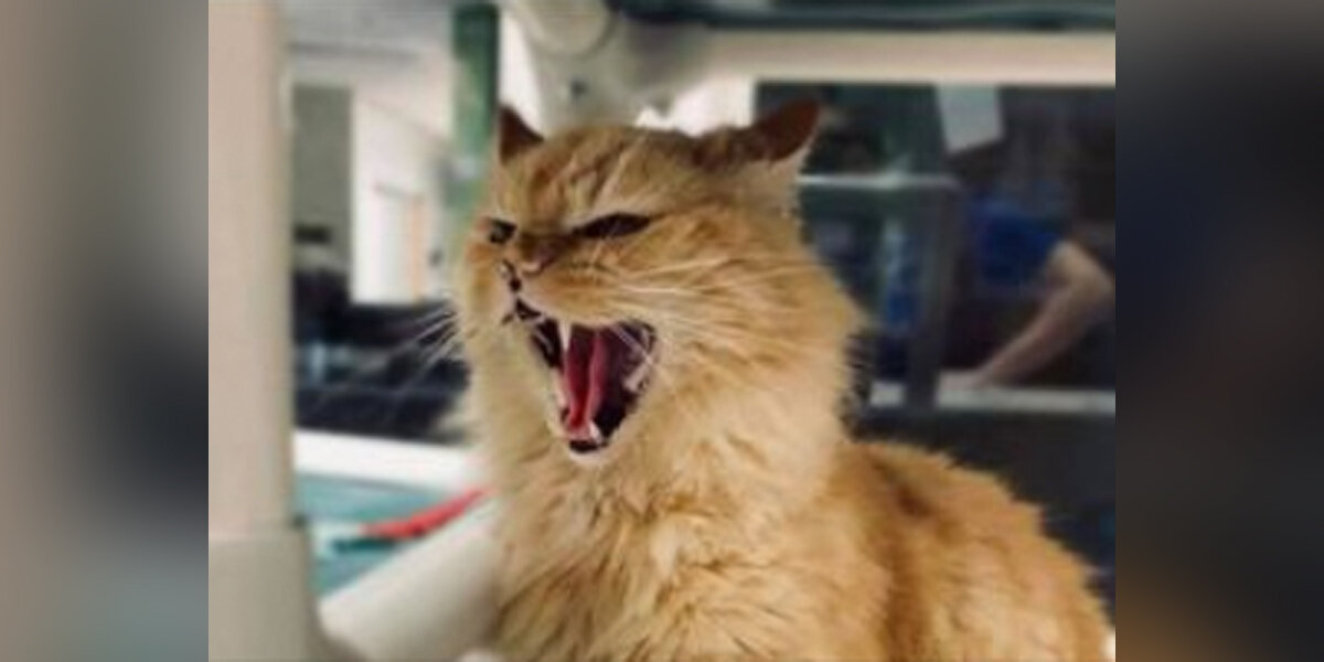 Angriest-Looking Stray Cat Is Actually A Total Sweetie - The Dodo