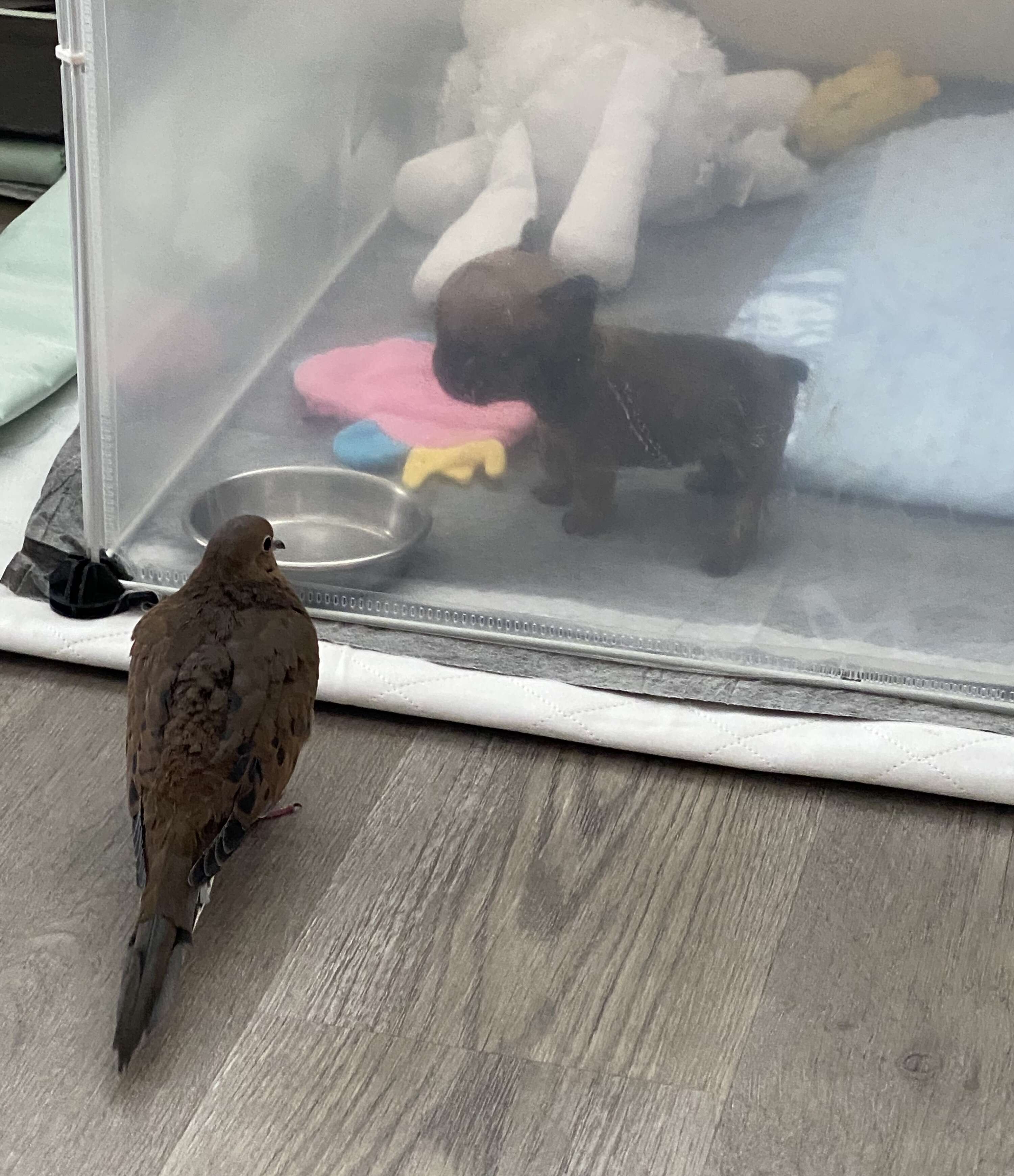 Lovey dove meets tiny puppy for the first time
