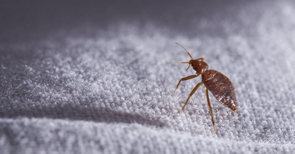 teori himmelsk Brød Most Bed Bug Infested Cities in America in 2021, Ranked - Thrillist