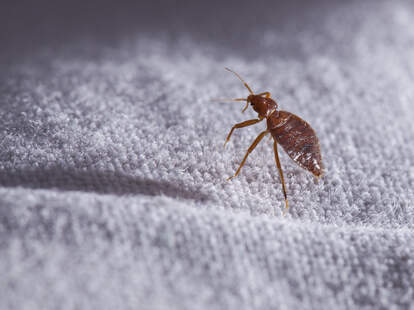 Most Mattress Bug Infested Cities in America in 2021, Ranked