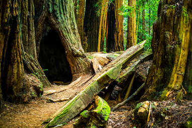 Muir Woods National Monument